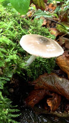 Agaricomycetes