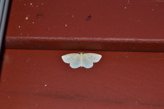 Hydrelia albifera
