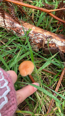 Agaricomycetes