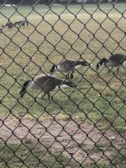 Branta canadensis
