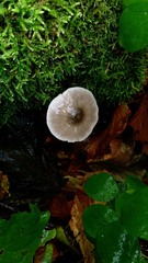 Agaricomycetes