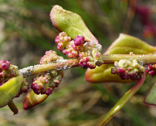 Image of Oxybasis chenopodioides by (c) Patrick Hacker, some rights reserved (CC BY)
