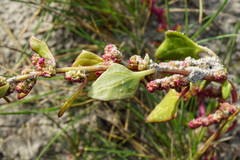 Oxybasis chenopodioides
