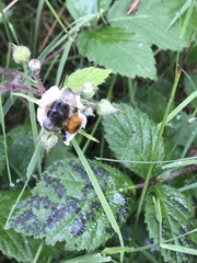Bombus hypnorum