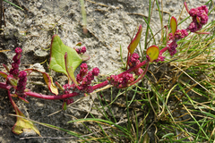 Oxybasis chenopodioides