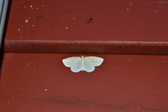 Hydrelia albifera
