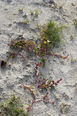 Oxybasis chenopodioides