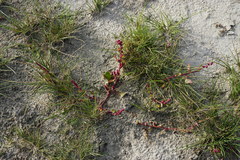 Oxybasis chenopodioides