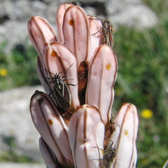 Horistus orientalis