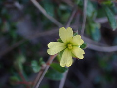 Hibbertia aspera