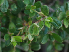 Hibbertia aspera