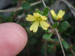 Hibbertia aspera