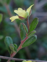 Hibbertia aspera