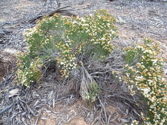 Microcybe multiflora baccharoides