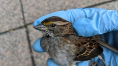 Zonotrichia albicollis