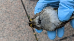 Zonotrichia albicollis