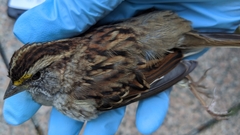 Zonotrichia albicollis