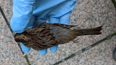 Zonotrichia albicollis