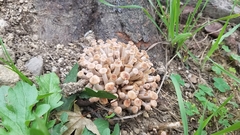 Desarmillaria tabescens