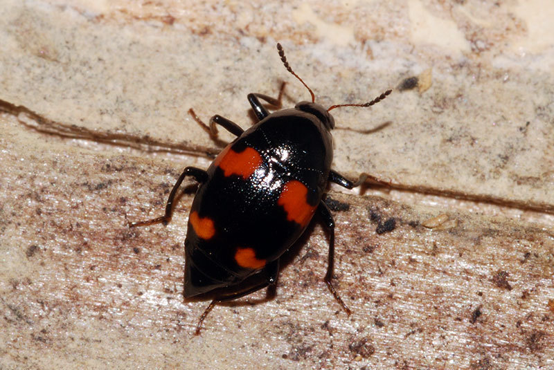 Scaphidium