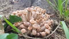 Desarmillaria tabescens