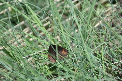 Erebia triarius