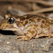 Midwife Toads - Photo (c) J. Gállego, some rights reserved (CC BY-NC-SA)