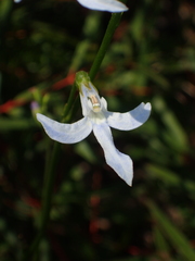 Lobelia dentata