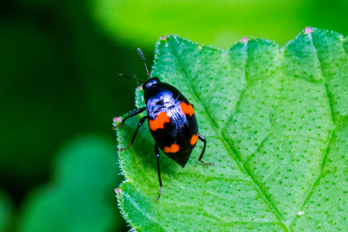 Orange-spotted Scaphidium, photo 5 of 10