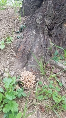 Desarmillaria tabescens