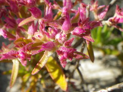 Aizoon paniculatum