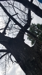 Desarmillaria tabescens