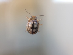 Faex transversomaculata