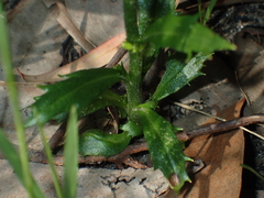 Lobelia dentata