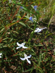 Lobelia dentata