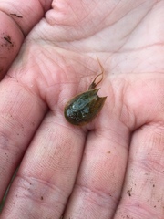 Lepidurus arcticus