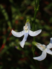 Lobelia dentata