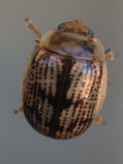 Faex transversomaculata