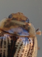 Faex transversomaculata