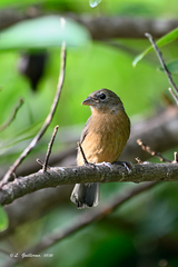 Passerina rositae