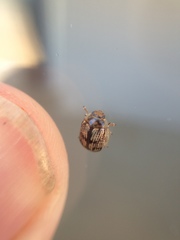 Faex transversomaculata