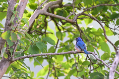 Passerina rositae