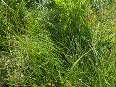 Eleocharis quinqueflora