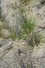 Puccinellia intermedia