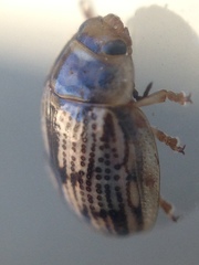 Faex transversomaculata