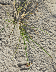 Puccinellia intermedia