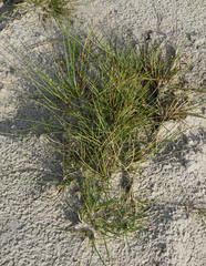 Puccinellia intermedia