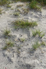 Puccinellia intermedia