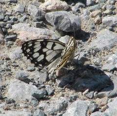 Melanargia ines