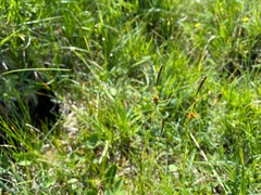 Carex hostiana